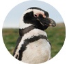 firma-pingüino