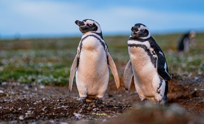 penguins penguins
